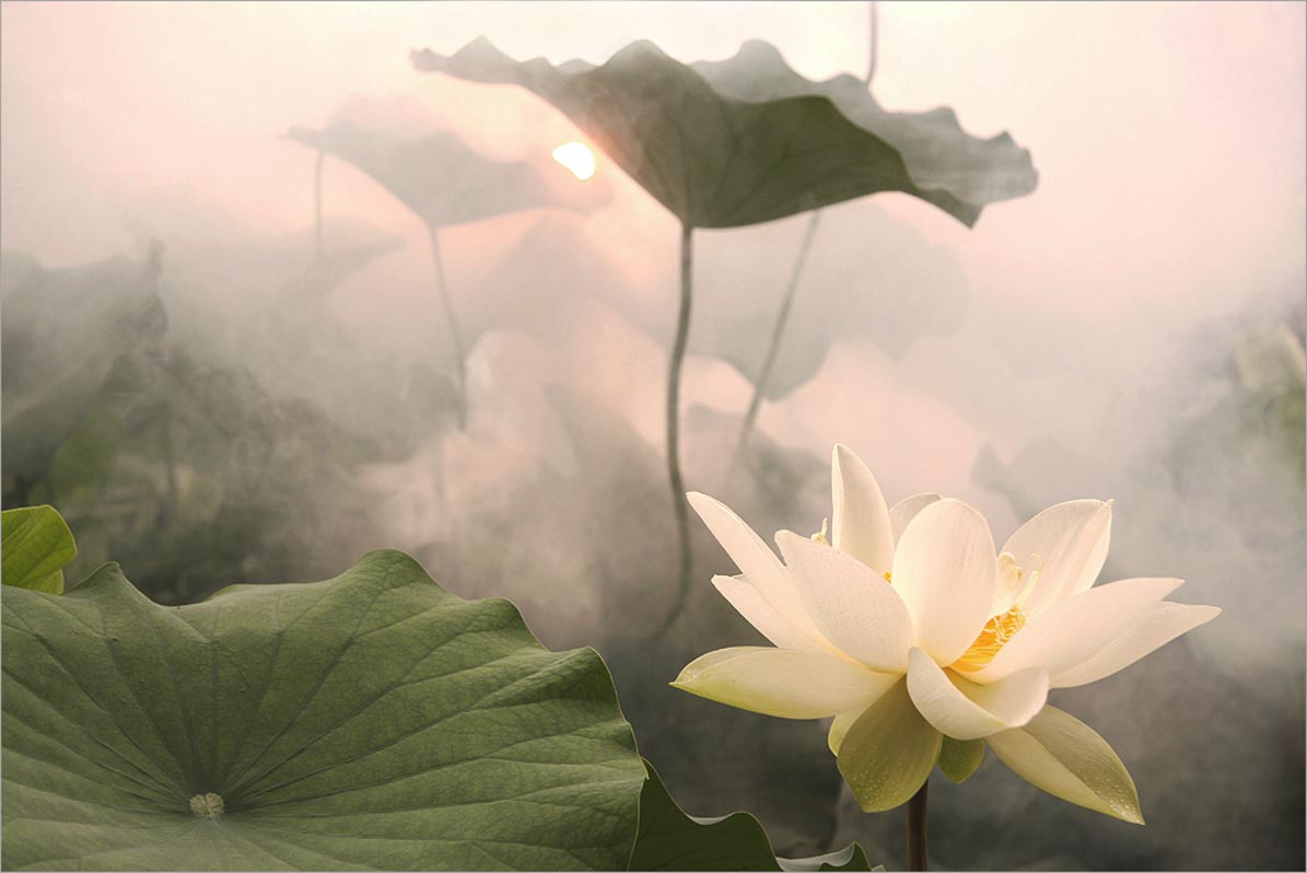 Lotus