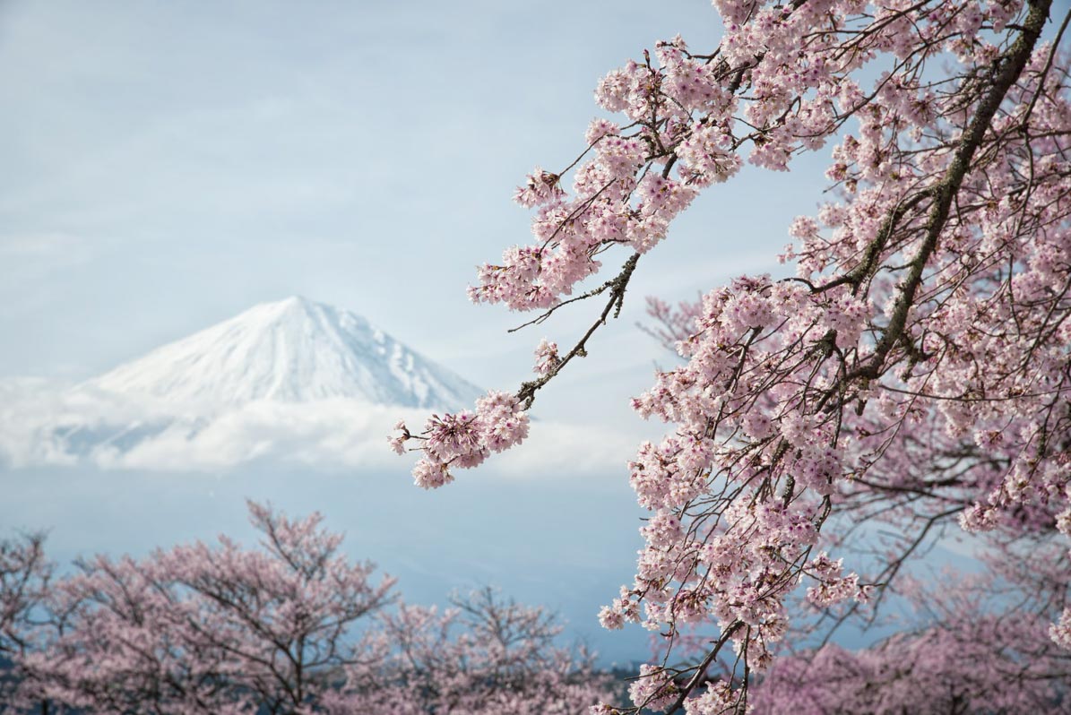Cherry blossom at Mount Fuji, Japan