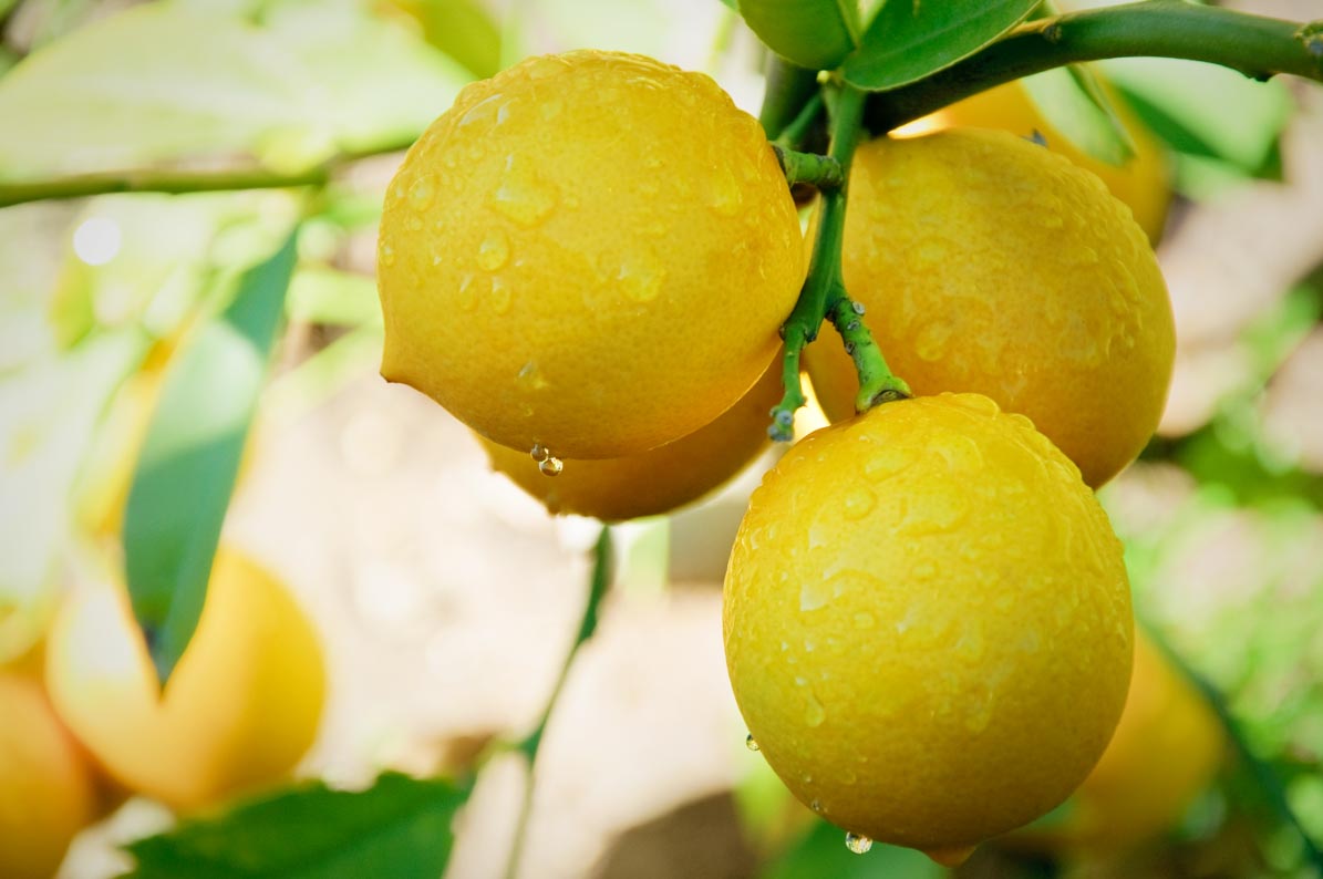 Lemons as an image of vitamin C
